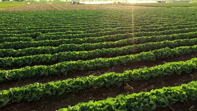 Linearly planted green cabbage on an agricultural farm. Field of greenhouse cabbage in spring. Aerial view of agriculture cabbage plantation