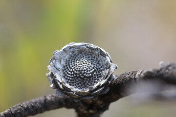 Dry Protea flower