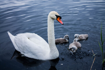 A family of swans. White swan on the water with kids