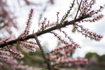 pink flowers in the garden