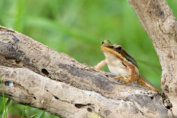 frog on the tree 