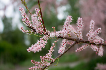 pink flowers in the garden