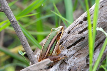 frog on tree branch