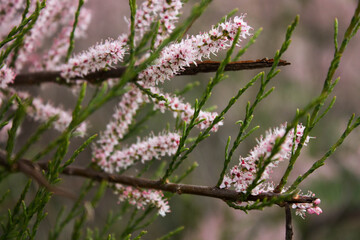pink flowers in the garden