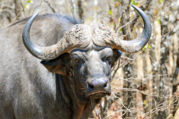 Naklejka premium Cape buffalo, Kruger National Park, South Africa,Kapbüffel, Krüger-Nationalpark, Südafrika