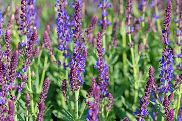 Violett blühender Blütensalbei, Salvia nemorosa, im Garten