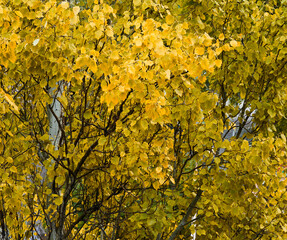 green and yellow foliage on trees