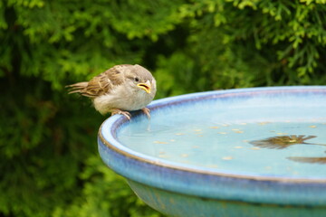 young Sparrow,bird,bird bath,thirst,water,