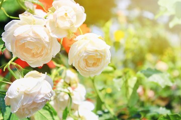 white roses in garden with morning light 