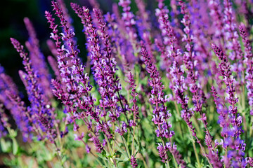 Violett blühender Blütensalbei, Salvia nemorosa, im Garten