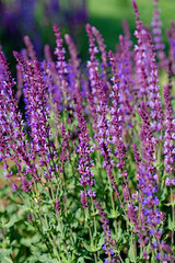 Violett blühender Blütensalbei, Salvia nemorosa, im Garten