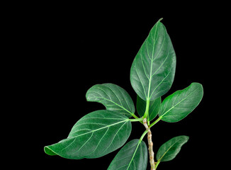 Ficus Plant isolated on a black background.