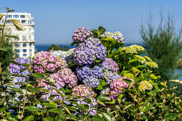 Blooming Hortensia flowers in Biarritz. Urban architecture, city skyscraper, downtown. Vacation, holiday. Scenic travel background. View scene.