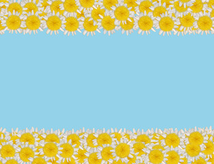 Top view daisy blossoms  on colored background