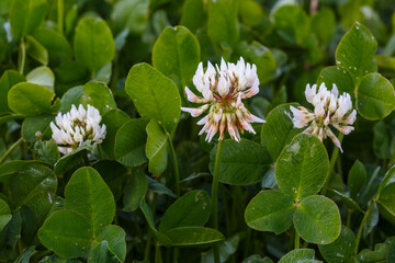 Flores y hojas de las plantas del trébol. Trifolium.