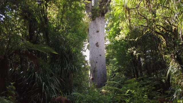 4k bottom to top tilt pan motion of the 2000 year old Kauri tree called Tane Mahuta, the largest and oldest Kauri tree on the north island of New Zealand