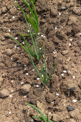 Daylight. bow. In the earth a sprout of greenery. Eco product. Close-up