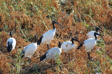 Ibis