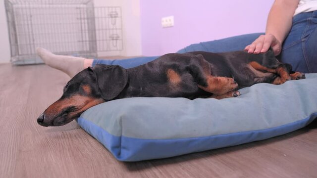cute dachshund dog sleeps on a pillow while massaging its hind legs. Prevention and rehabilitation of animals