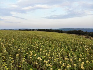 Fototapeta na wymiar Field of Sunflowers from Above