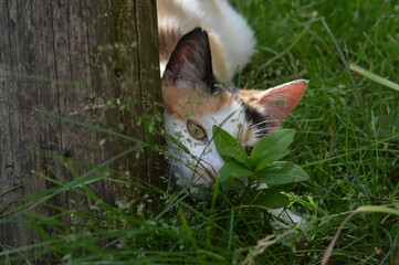 a cat hidden behind a tree