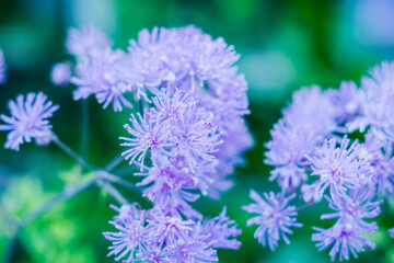 Blooming purple French Meadow Rue (Columbine Meadow Rue) in the forest. Selective focus. Shallow depth of field.