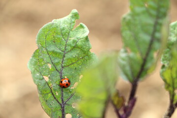 茄子の葉のアブラムシを駆除するてんとう虫