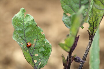 茄子の葉のアブラムシを駆除するてんとう虫 © 石井雅夫 