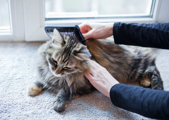 Woman combing her cat on the windowsill.