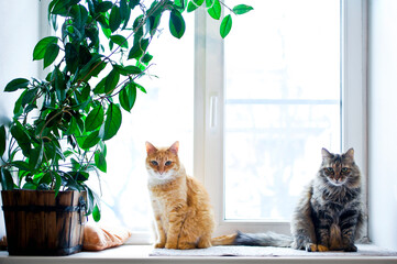 Two cats sitting on the windowsill with potted house plant.
