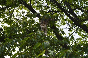 a little cat on a tree