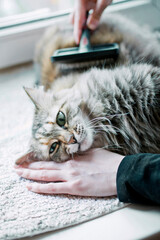 Woman combing her cat on the windowsill.