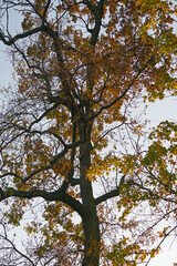 The crown of a large old maple in the rays of the autumn sun. Bright leaves against the evening sky. The trunk of a large tree. Vertical shot