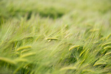 green wheat field. green grass in the wind. field of wheat