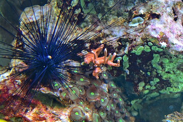 Stuttgart Wilhelma, #