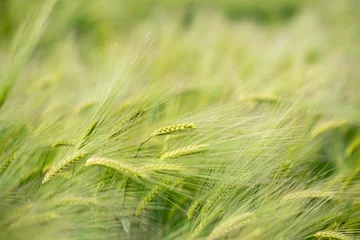 Deken met foto Gras green wheat field. green grass in the wind. field of wheat  © Hanna