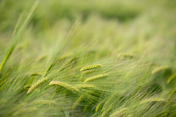 Fototapeta premium green wheat field. green grass in the wind. field of wheat