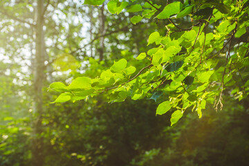 Beautiful place in deep of wild summer forest