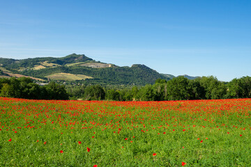 Fields full of poppies in Marecchia Valley