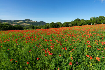 Fototapeta na wymiar Fields full of poppies in Marecchia Valley