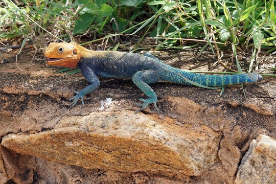 Kolorowa jaszczurka na kamieniu