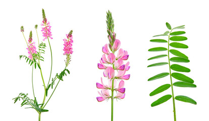 Onobrychis viciifolia, also known as Onobrychis sativa or common sainfoin. Agricultural plant on a white background