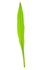 Obraz premium Tuft ribwort (Plantago lanceolata) on white background. Herb used in alternative medicine. Close-up of a leaf on a white background