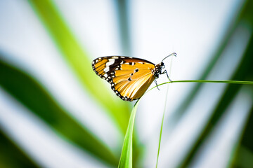 butterfly on grass