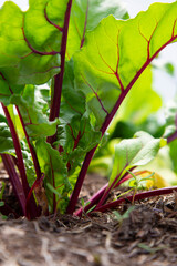 Young beetroot plants with leaves growing on a vegetable patch in a polytunnel.  Grow your own concept