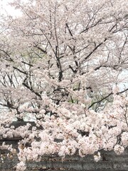 桜の花