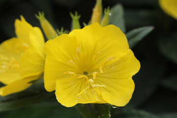 Yellow flower in my garden