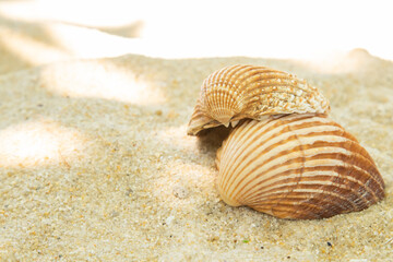 more shells in the sand on the beach, landscape