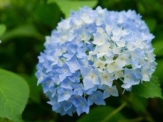 青いあじさい