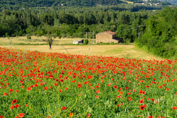 Fields full of poppies in Marecchia Valley